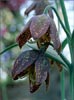 Fritillaria lanceolata, Chocolate Lily