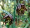 Chocolate Lily, Fritillaria lanceolata