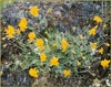 Oregon Sunshine, Eriophyllum lanatum