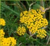 Spring Gold, Lomatium utriculatum