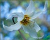 Erythronium oregonum, White Fawn Lily