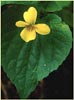 Yellow Wood Violet, Viola glabella