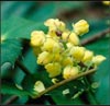 Tall Oregon Grape, Berberis aquifolium