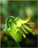 Lilium umbellatum, Wood Lily