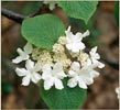 Hobblebush, Viburnum lantanoides