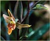 Stream Orchid, Epipactis gigantea