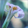 Lilium rubescens, Chaparral Lily