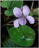 Viola langsdorfii, Alaska Violet