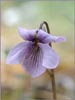Alaska Violet, Viola langsdorfii