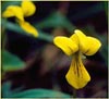 Small Yellow Violet, Viola biflora