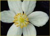 Anemone narcissiflora, Narcissus Flowered Anemone
