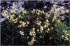 Saxifraga gronchialis, Yellow Spotted Saxifrage