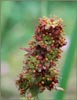 Stiff Stem Saxifrage, Saxifraga hieracifolia