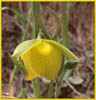 Mt Diablo Globe Tulip, Calochortus pulchellus