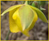 Calochortus pulchellus, Mt Diablo Globe Tulip