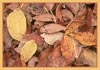 Oregon Ash, Fraxinus latifolia