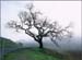 Valley Oak, Quercus lobata