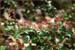 Evergreen Currant, Ribes viburnofolium