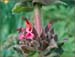 Salvia spathacea, Hummingbird Sage
