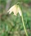 Fragrant Fritillary, Fritillaria liliacea