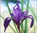 Iris macrosiphon, Bowl Tubed Iris