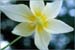 California Fawn Lily, Erythronium californicum