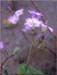 Broad Gilia, Gilia latiflora