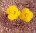 Little Goldpoppy, Eschscholzia minutiflora