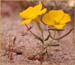 Eschscholzia minutiflora, Little Goldpoppy