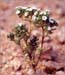 Cryptantha sp, Forget Me Not