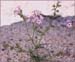 Davy Gilia, Gilia latiflora ssp davyi