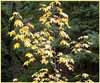 Big Leaf Maple, Acer macrophyllum