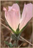 Sidalcea malvaeflora, Checker Bloom