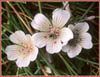 Douglas Meadow Foam~ ssp rosea, Limnanthes douglasii ssp rosea