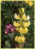 Lupinus luteolus, Butter Lupine