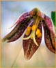 Fritillaria biflora var ineziana, Hillsborough Chocolate Lily