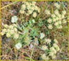 Lomatium, Lomatium sp