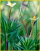 True Baby Stars, Linanthus bicolor
