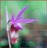 Calypso bulbosa, Calypso Orchid