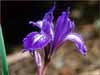 Bowl Tubed Iris, Iris macrosiphon