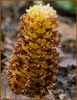 California Ground Cone, Boschniakia strobilacea