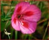 Clarkia amoena, Farewell to Spring