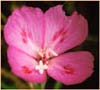 Clarkia amoena, Farewell to Spring