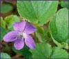 Great Spurred Violet, Viola selkirkii