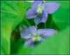 Viola selkirkii, Great Spurred Violet