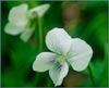 Sweet White Violet, Viola macloskeyi