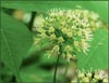 Bristly Sarsaparilla, Aralia hispida