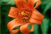 Coast Lily, Lilium maritimum