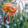 Leopard Lily, Lilium pardalinum