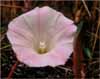 Marin Morning Glory, Calystegia purpurata ssp saxicola